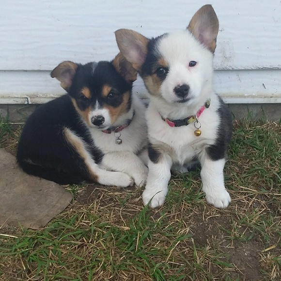 Meet your Posher, Casey - Picture 1 of 1